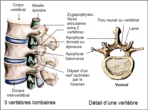Vertebre