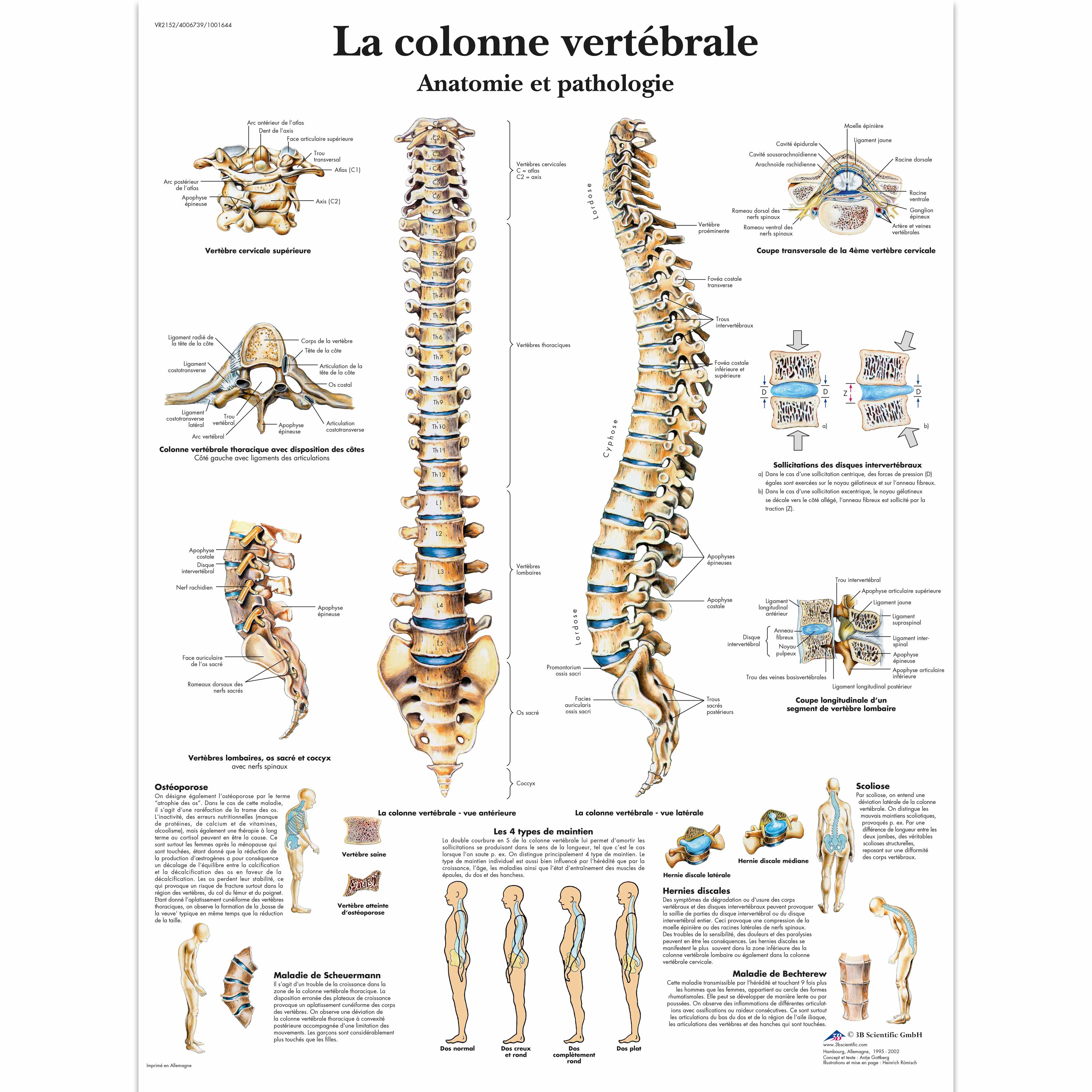 VR2152UU_01_3200_3200_La-colonne-vertebrale-Anatomie-et-pathologie