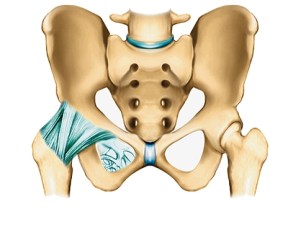 1001388-Articulation_de_la_hanche_vue_de_face