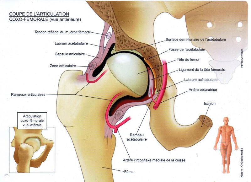 articulationdelahanche