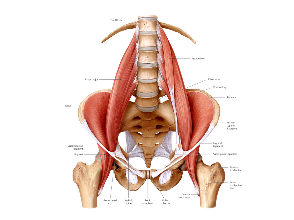 psoas_image